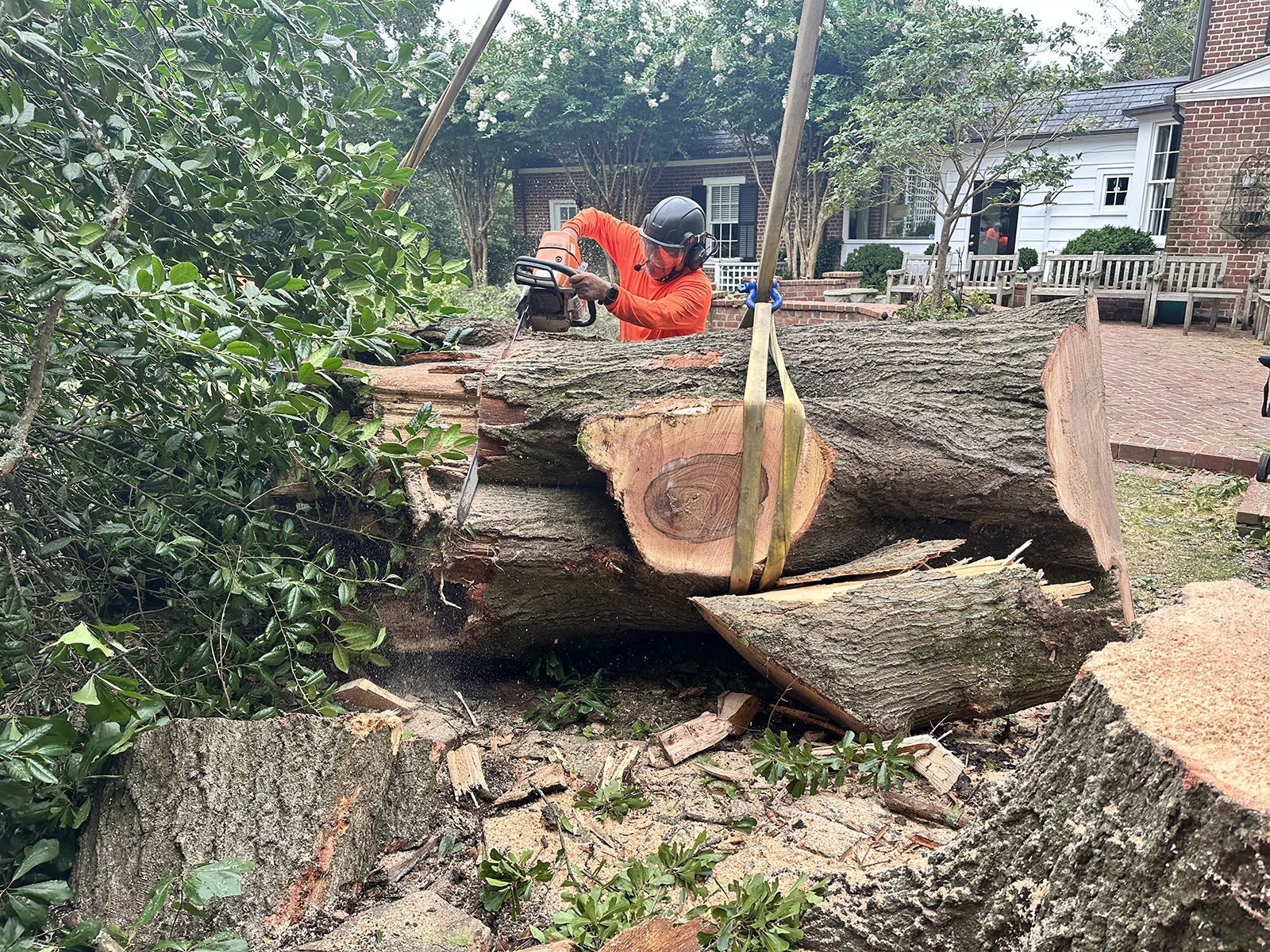 Cutting a fallen tree
