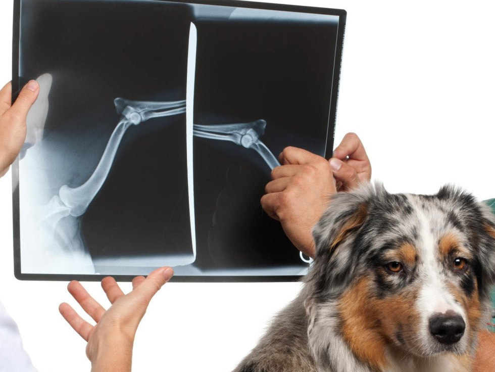 dog with leg x-ray