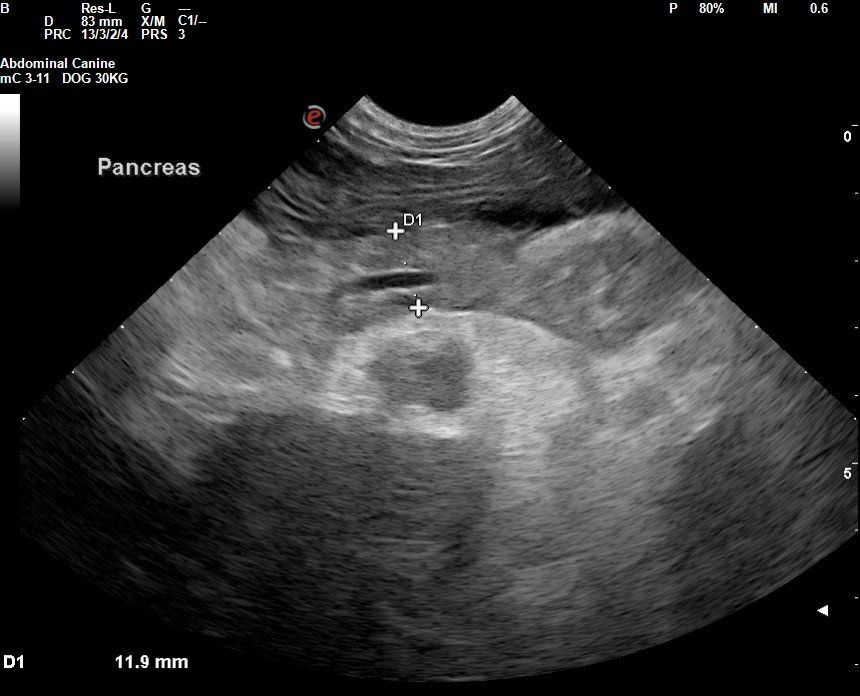 ultrasound of cat