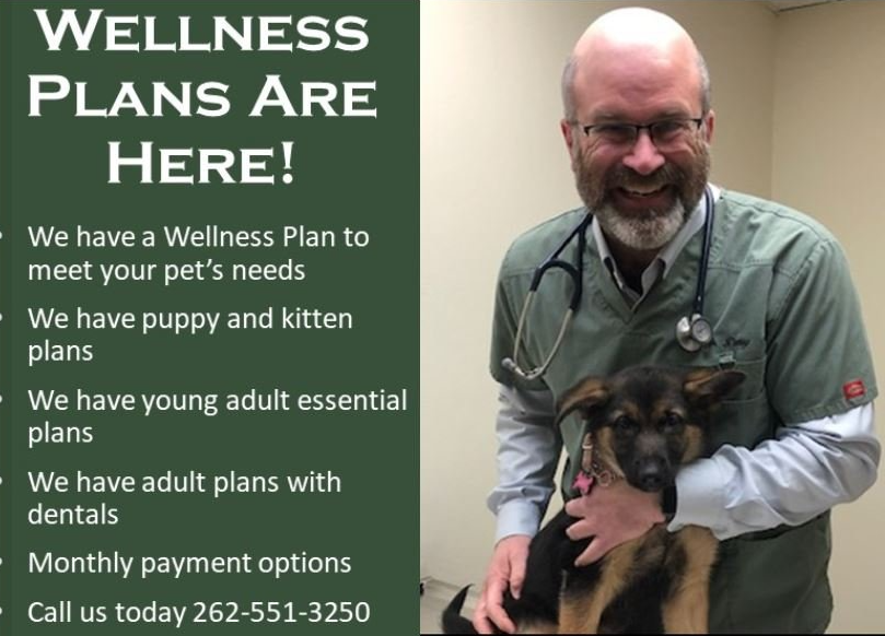 Wellness Exams Veterinarian Kenosha, WI