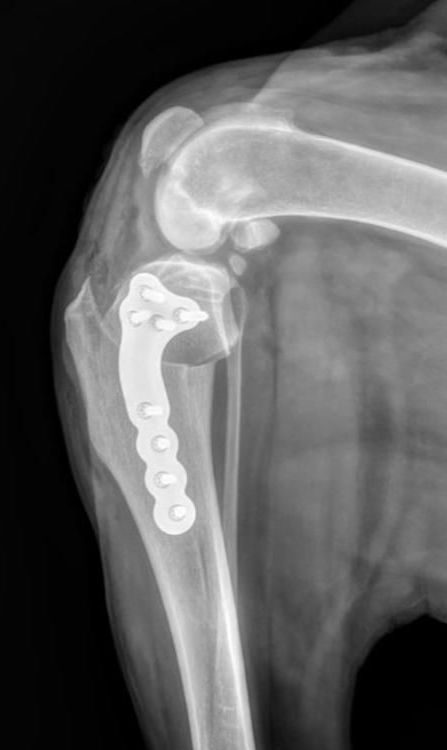 Radiograph Post-TPLO Surgery