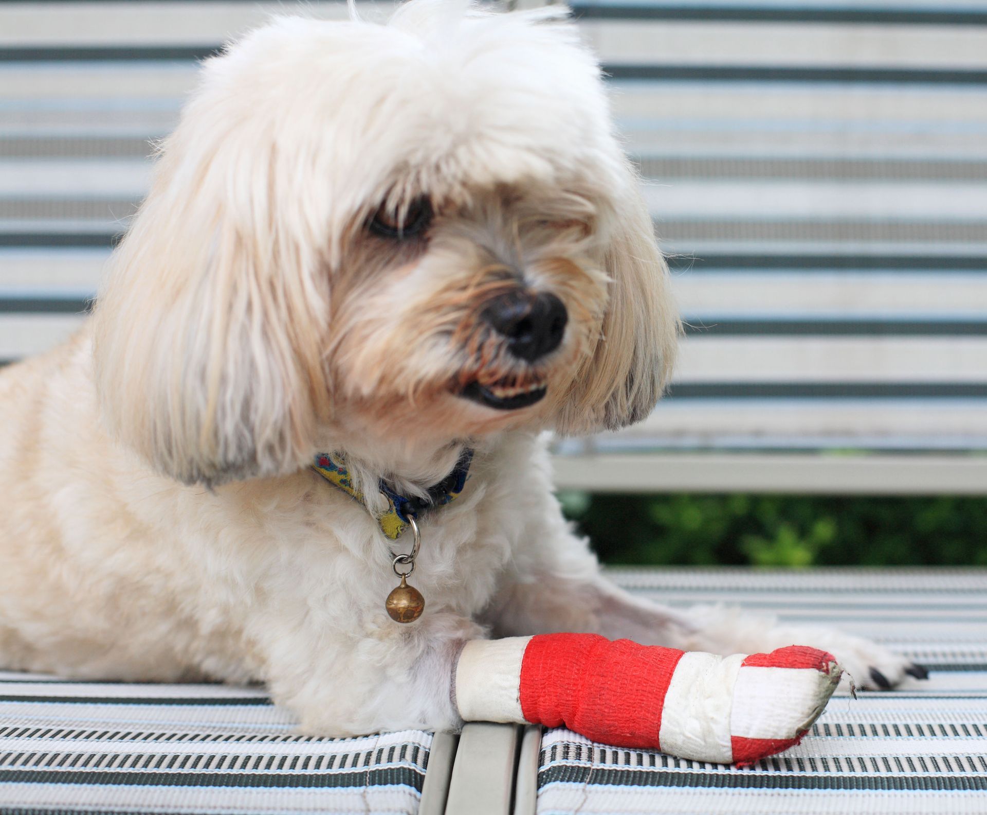 A dog with cream-colored fur, resting on a striped bench with a red and white bandage on its paw.