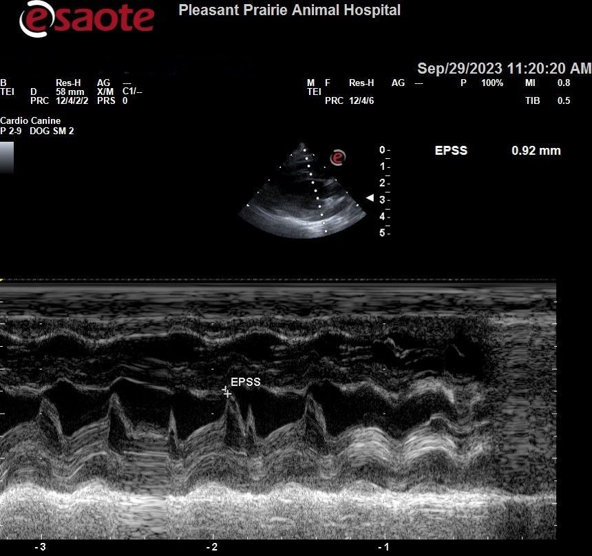 A black and white image of an ultrasound at the pleasant prairie animal hospital