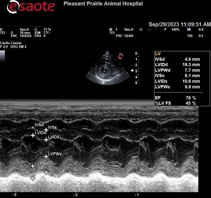 A black and white image of an ultrasound at the pleasant prairie animal hospital