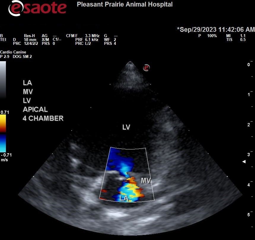 An ultrasound of a heart at the pleasant prairie animal hospital
