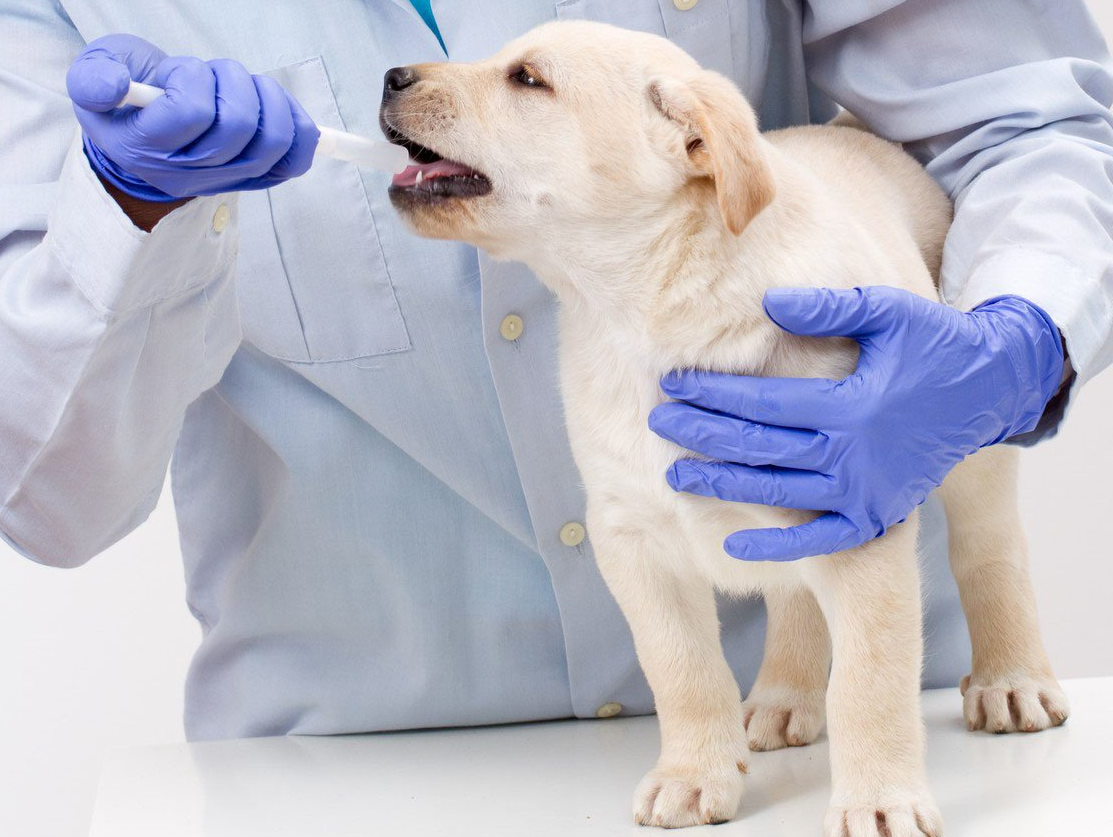giving a puppy medicine