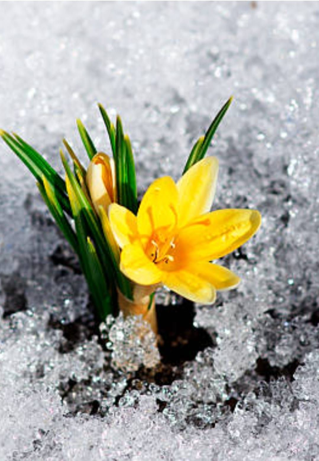 Yellow Bulb Flowers In Snow