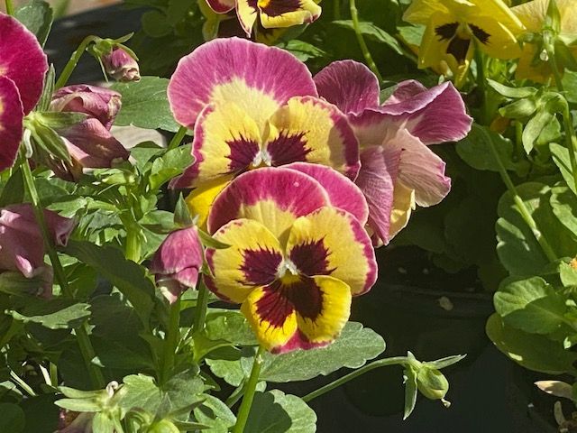 Pansies