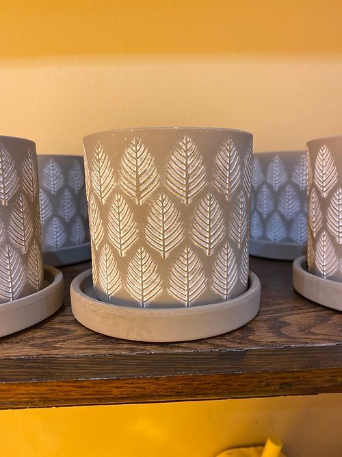 Chive - Grey Leaves 3.5”