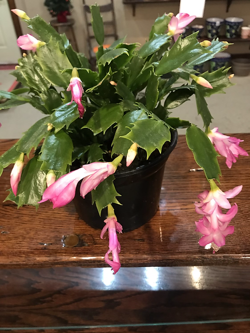 Christmas cactus 6.5”