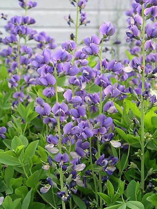 Baptisia(False Indigo)