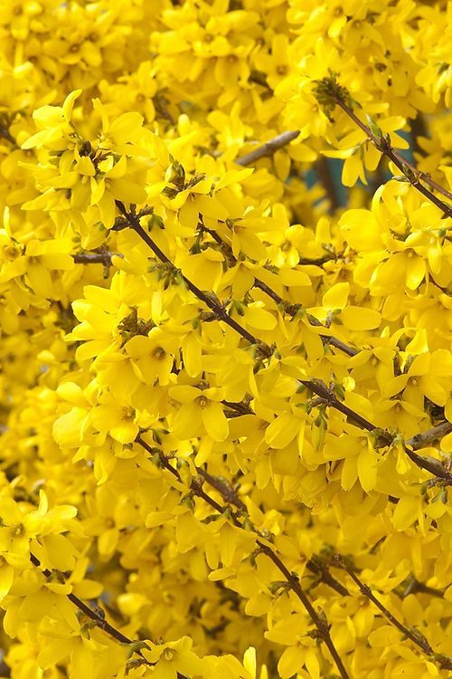 Forsythia - Sunrise