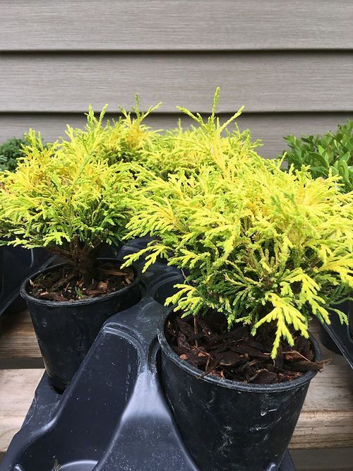 A bunch of potted plants with yellow leaves are sitting on a shelf.
