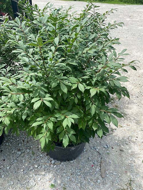 Burning Bush 10 gallon