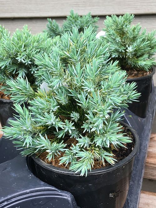 A close up of a plant in a pot on a tray.