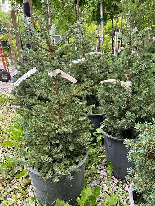 Spruce - White Black Hills