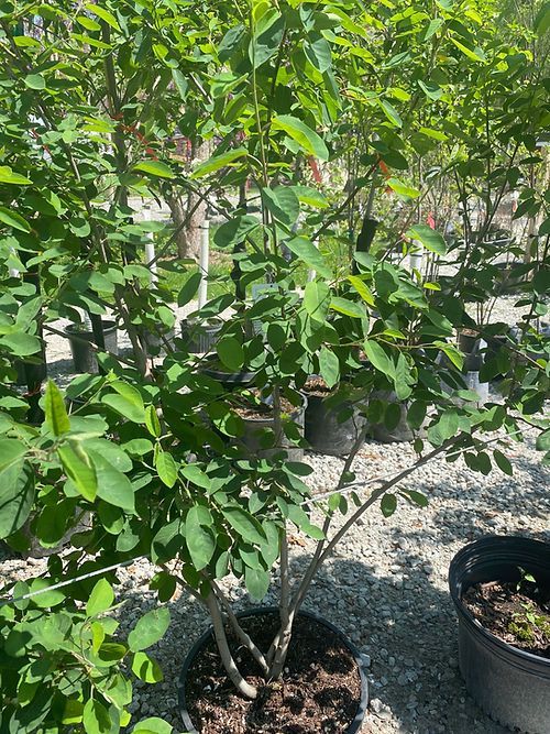 Serviceberry - Autumn Brilliance multi-stem