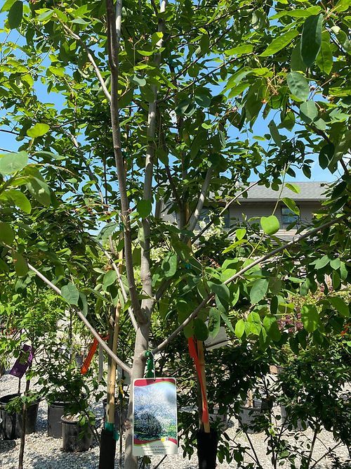 Serviceberry - Autumn Brilliance - tree form