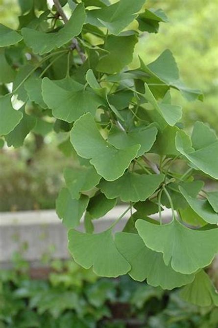 Ginkgo Magyar