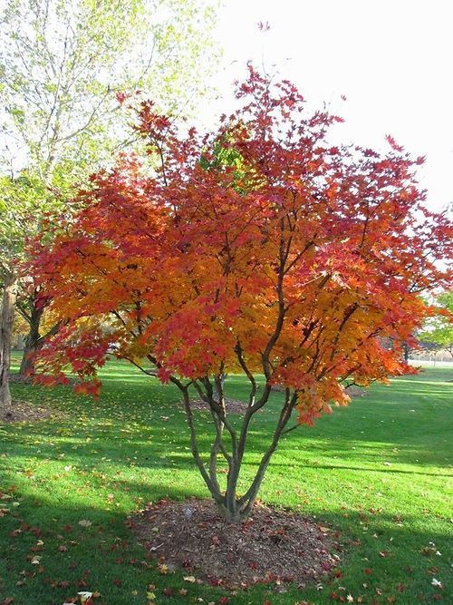 A tree with red and yellow leaves in a park