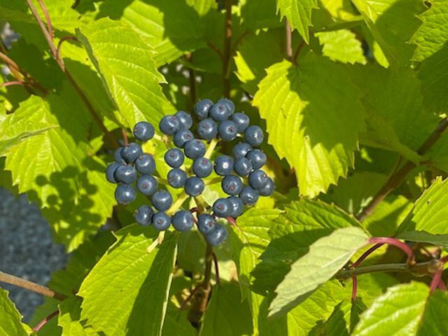 Viburnum
