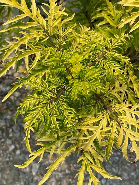 a close up of a plant with yellow and green leaves