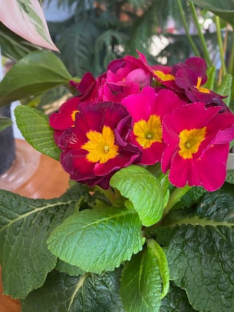 a close up of a pink flower with a yellow center