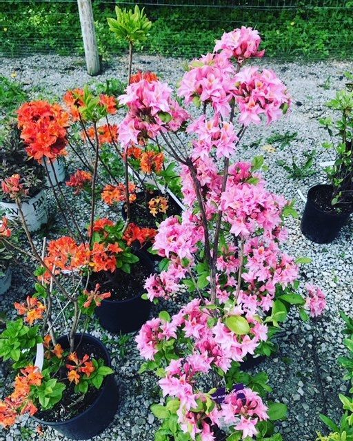 a bunch of potted plants with pink and orange flowers