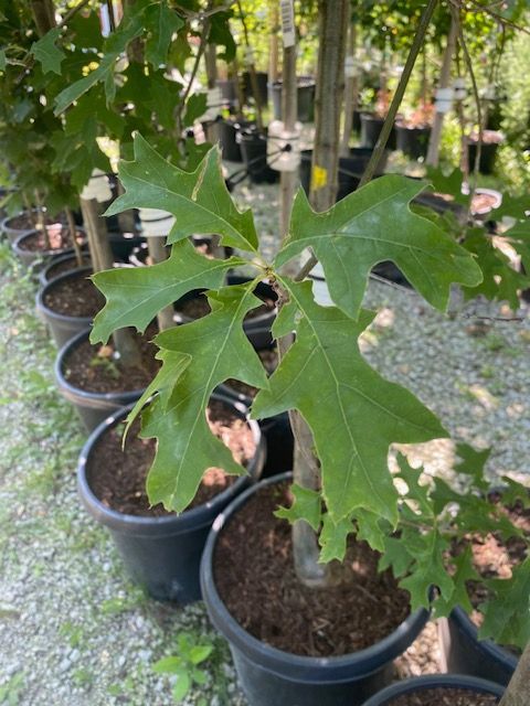 a row of black potted trees with green leaves