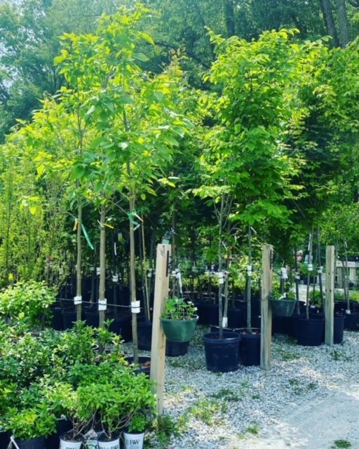 a row of potted plants with trees in the background