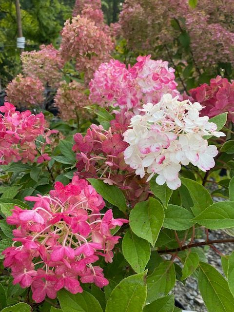 a bush with pink and white flowers and green leaves