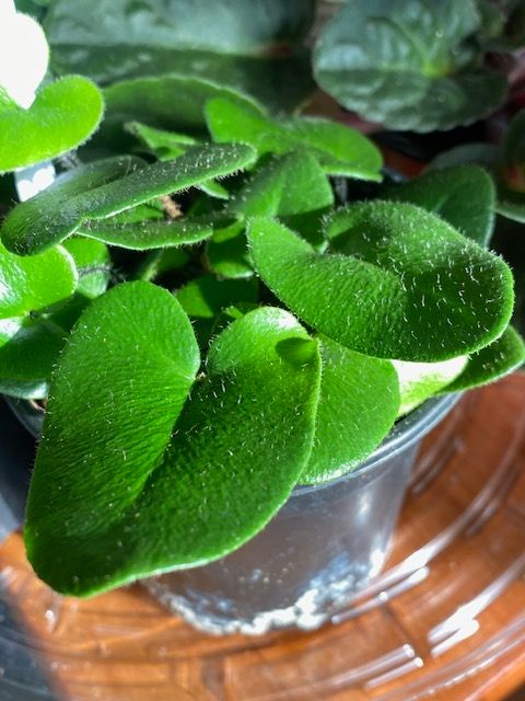 a close up of a green plant in a clear pot