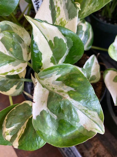 Pathos - Pearls and Jade 4”