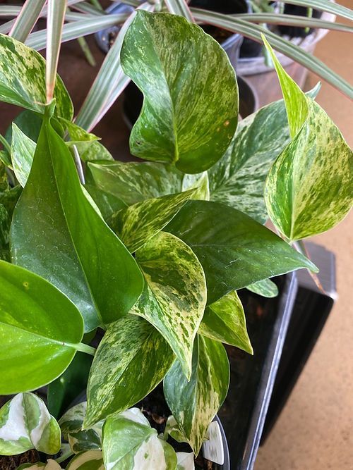 Pathos - Marble Queen 4”