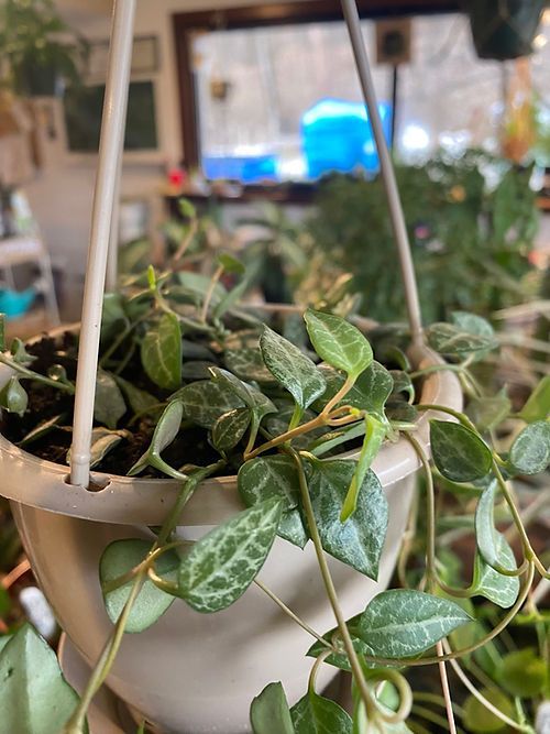String of Spades Hanging Basket