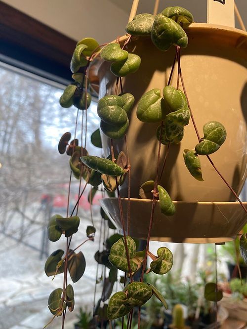 Sting of Hearts Hanging Basket