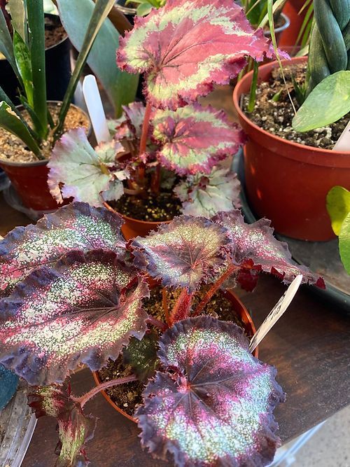 Rex Begonia 4”