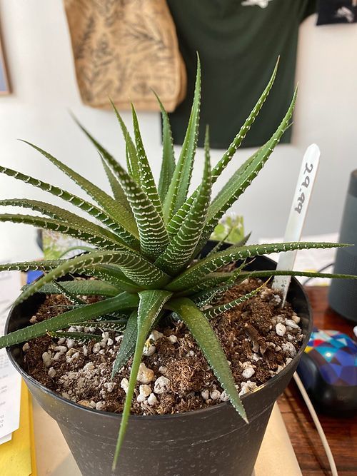 Haworthia - Super White