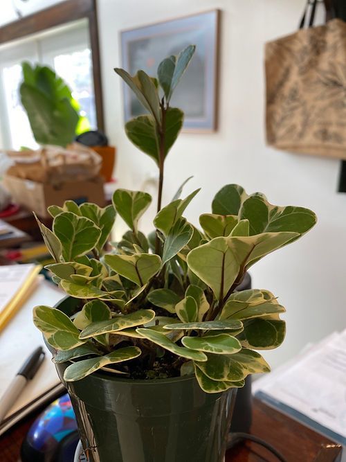 Focus - triangularis