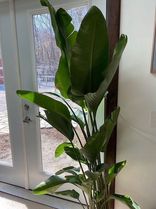 Bird of Paradise 10”