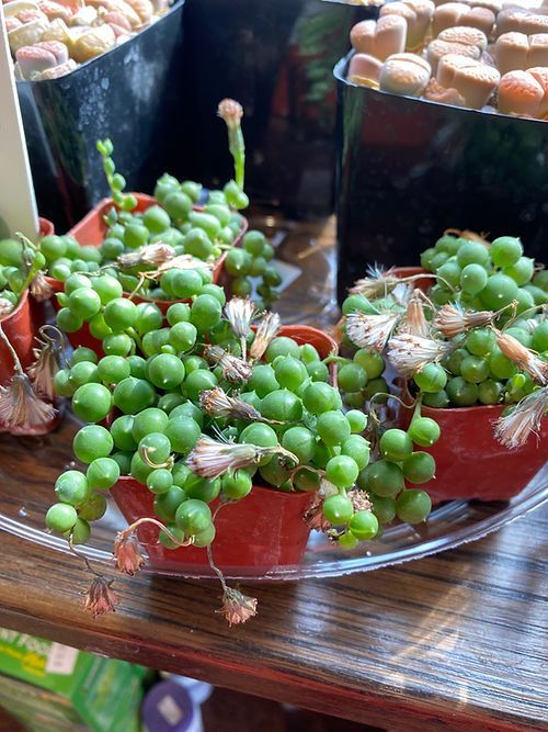 String of Pearls 3”