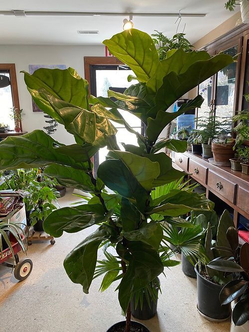 Fiddle Leaf Fig 10”