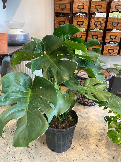 Philodendron - Splitleaf