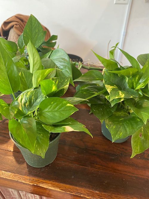 Pathos - Golden 4”