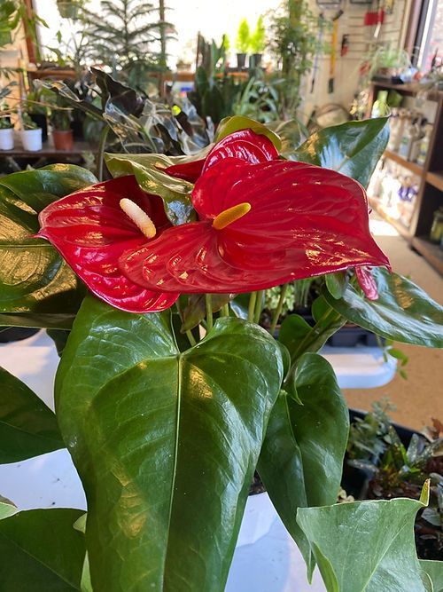 Anthurium 6”