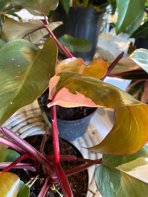 Philodendron ‘Pink Princess’ 6”