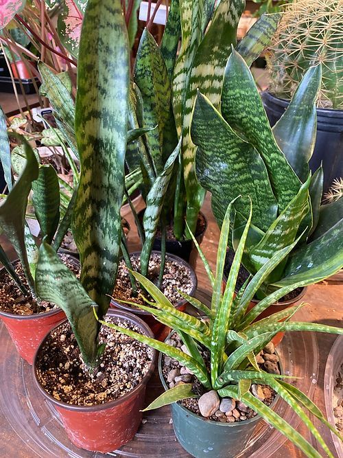 Sansevieria Selection
