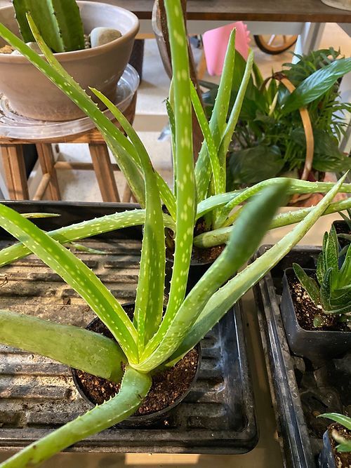 A close up of an aloe vera plant in a pot on a tray.