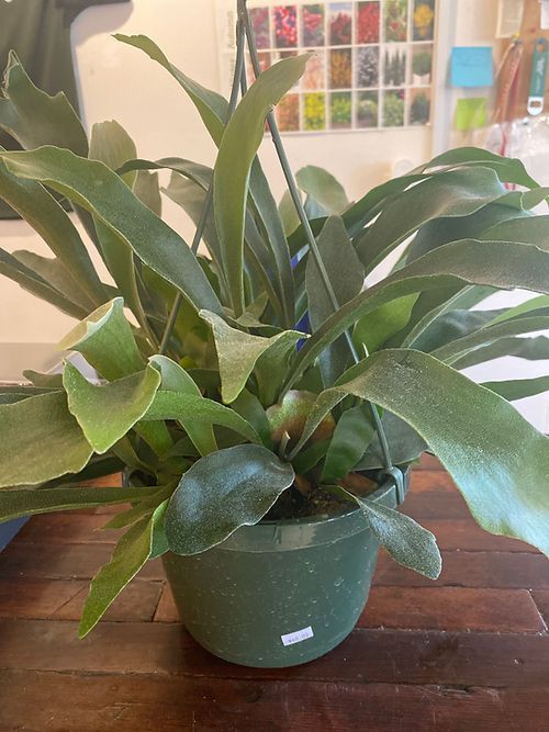 Fern - Staghorn Hanging Basket\