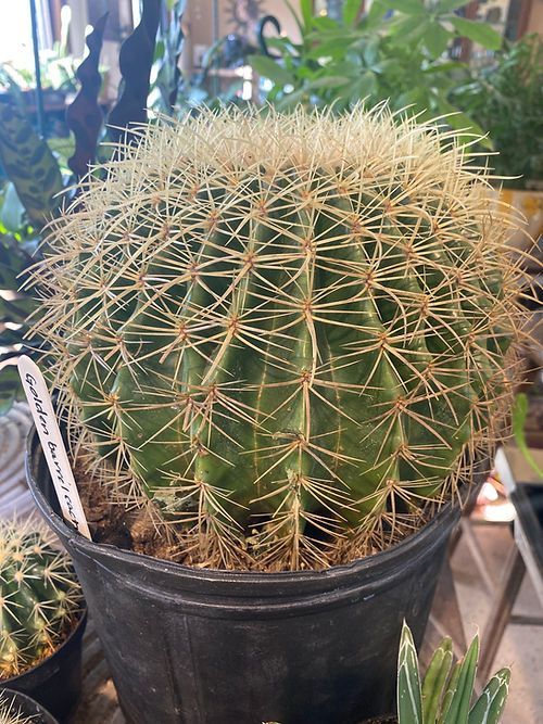 Cactus - Golden Barrel